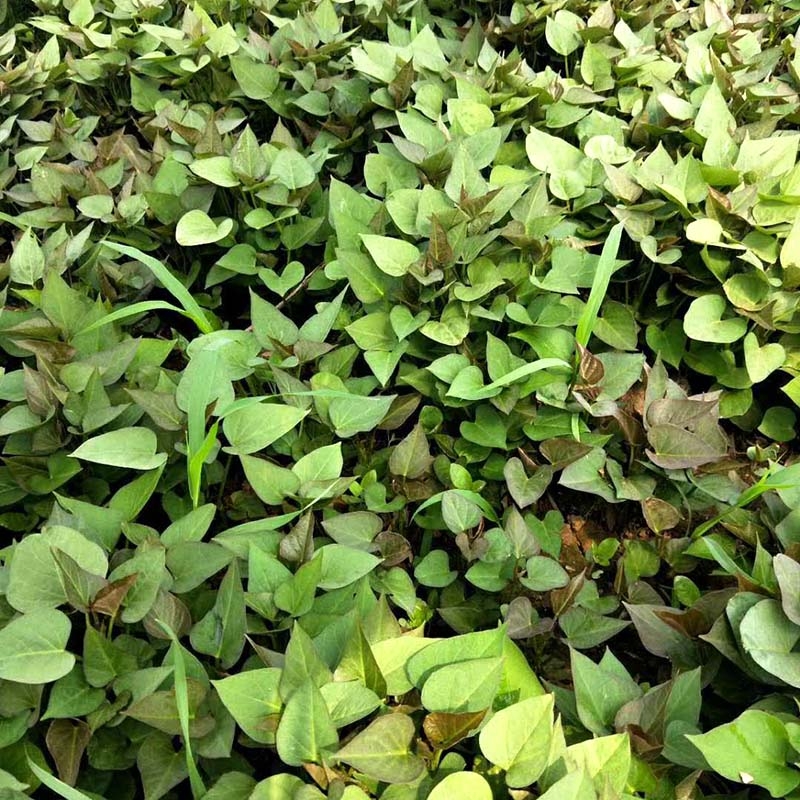 红薯苗的药用价值