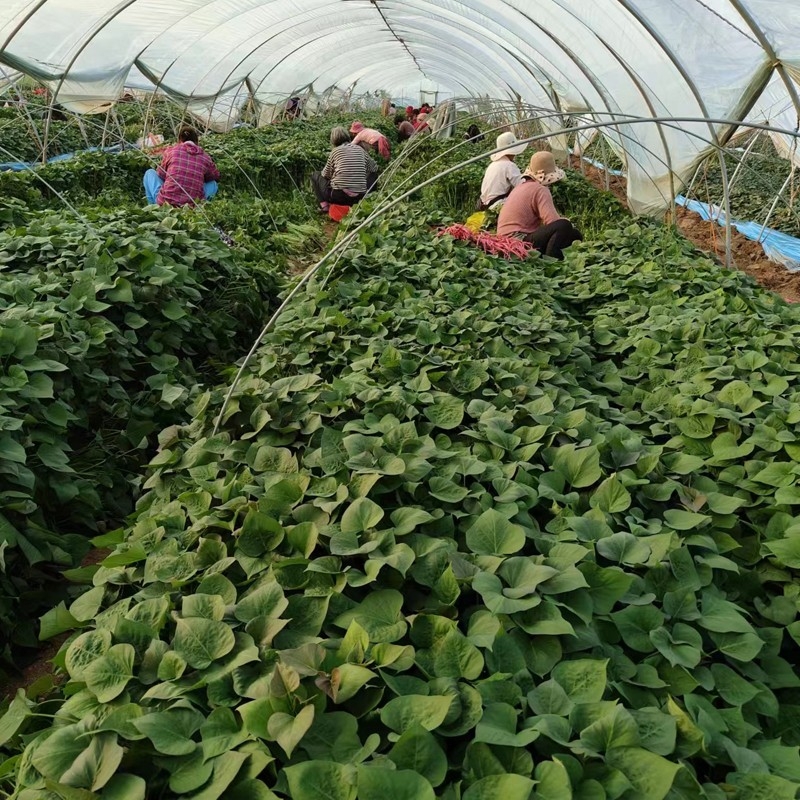 种植实景